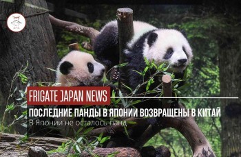 Япония прощается с последними гигантскими пандами перед их возвращением в Китай