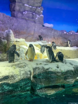 Океанариум Осака Кайюкан Osaka Aquarium Kaiyukan