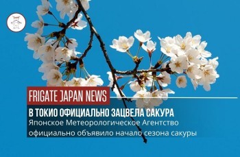 В Токио официально начался сезон цветения сакуры