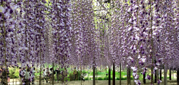 Экскурсия в парк Асикага