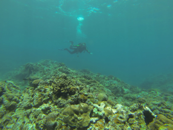 Дайвинг на острове Окинава