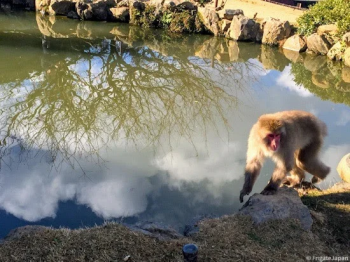 Парк обезьян Иватаяма Monkey Park Iwatayama