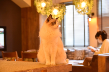 Посещение котокафе