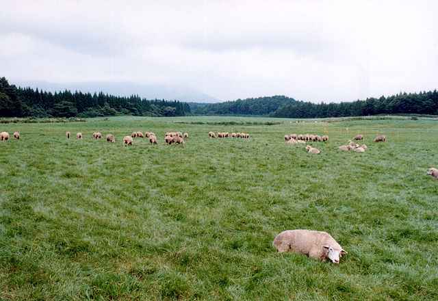 Ферма Коиваи Koiwai Farm