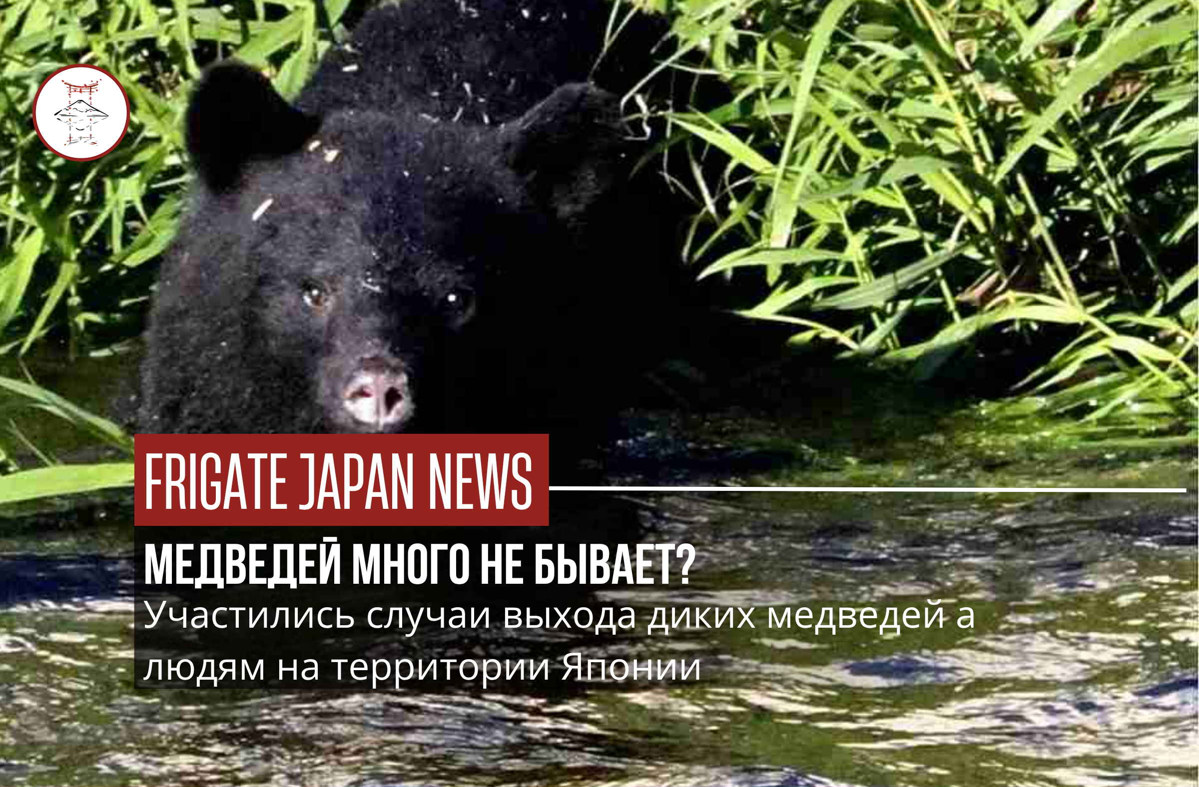 Медведи все чаще выходят к людям