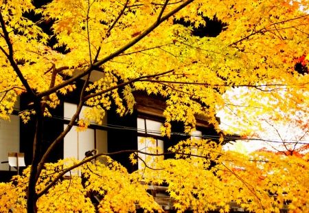 Япония с Востока на Запад (осень 2026)