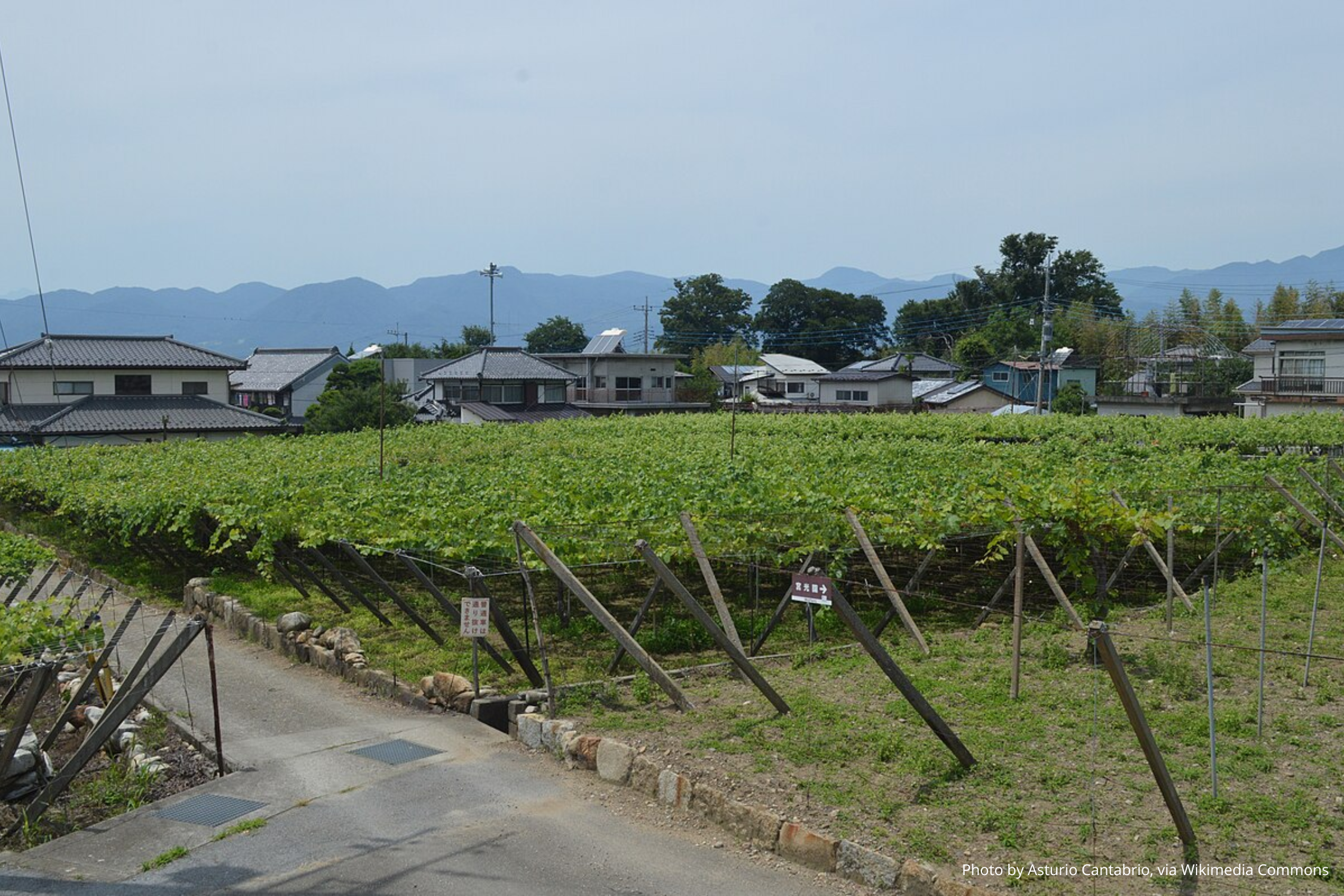 Винодельня Chichibu Wine Village