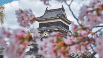 Классическая Япония. Возврат из Осака (сакура 2026)