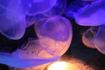 Экскурсия в океанариум «Хаккейдзима Си Парадайз»