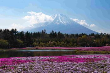Экскурсия «Озеро Кавагутико, музыкальный лес и музей кукол»