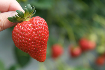 Посещение клубничной фермы