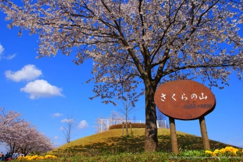Парк Сакура-но-Яма 