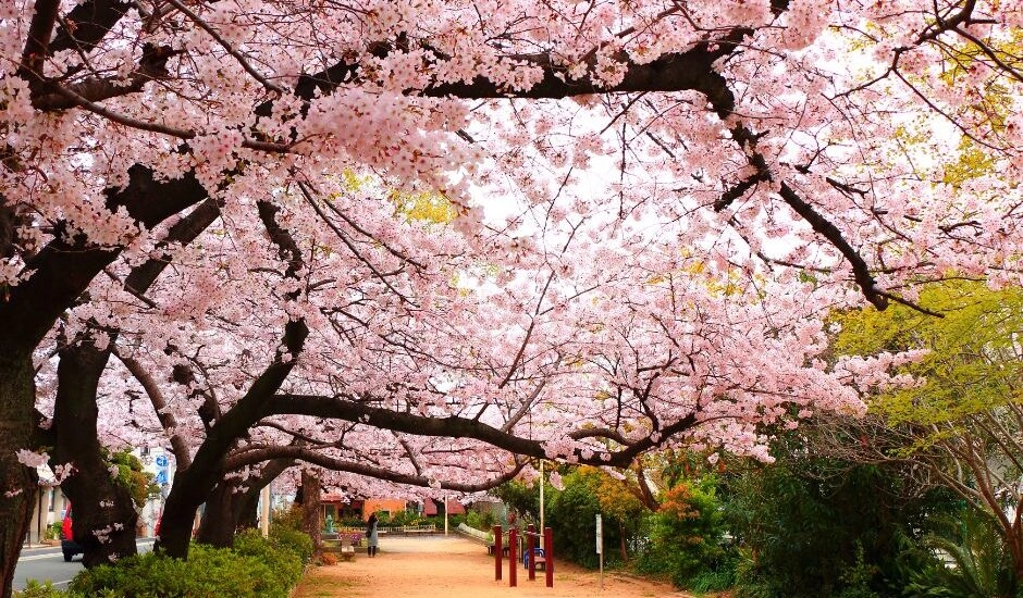 Япония с Востока на Запад (сакура 2026)