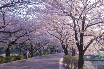 Парк Омия Бонсай