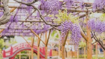 Классическая Япония (май 2026)