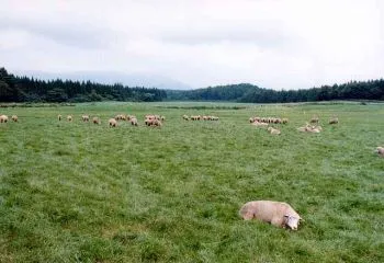 Ферма Коиваи Koiwai Farm