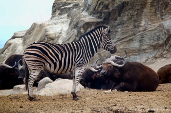 Гумма Сафари Парк 