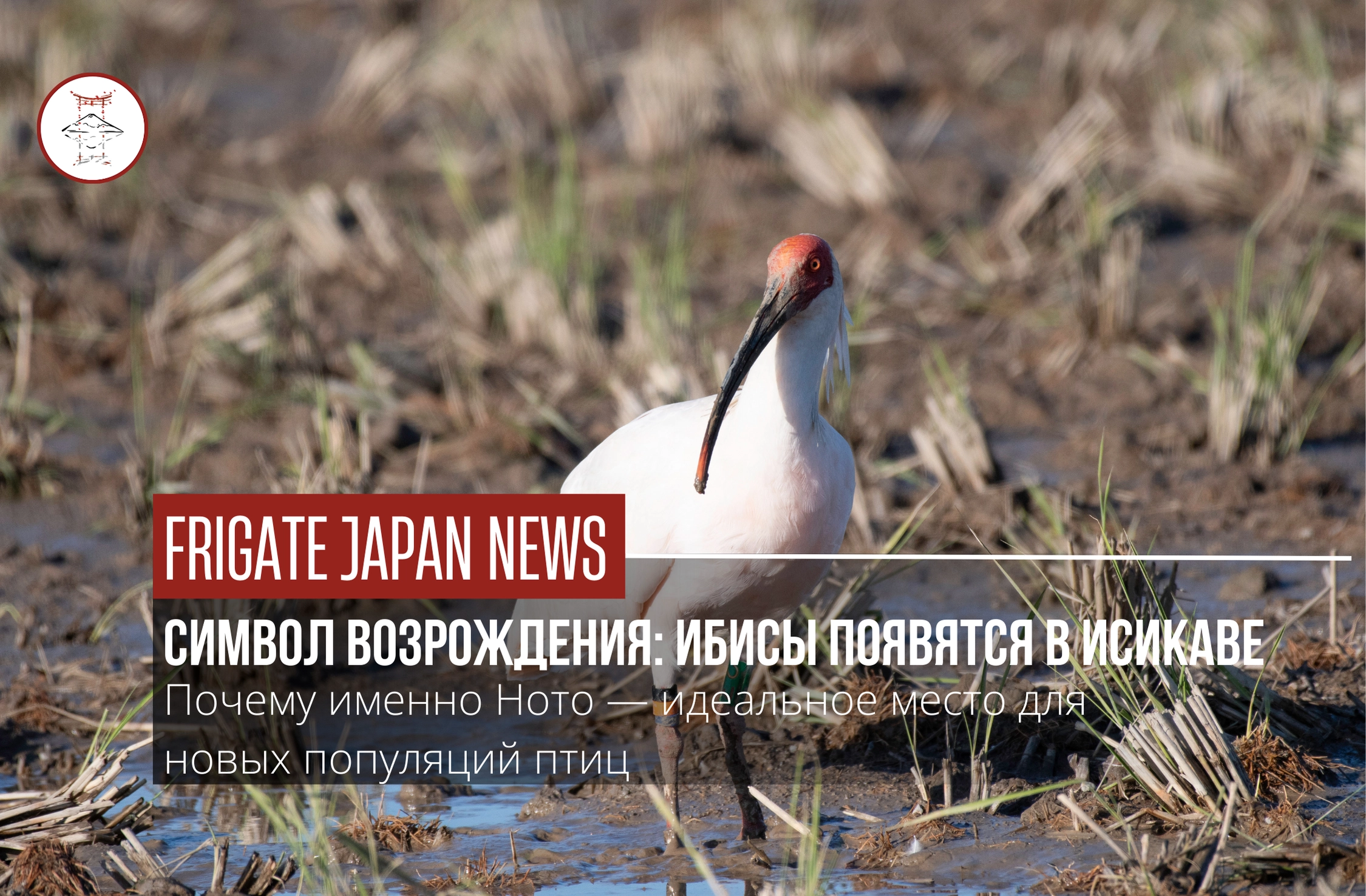 Редкие птицы на свободе: в Ното выпустят хохлатых ибисов