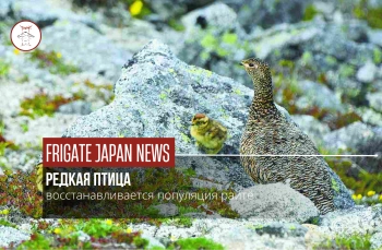 В Нагано начался пик появления птенцов райте