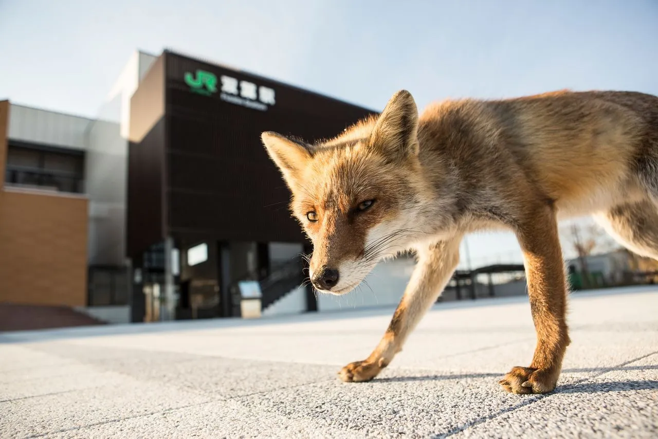 Фукусима - жизнь продолжается