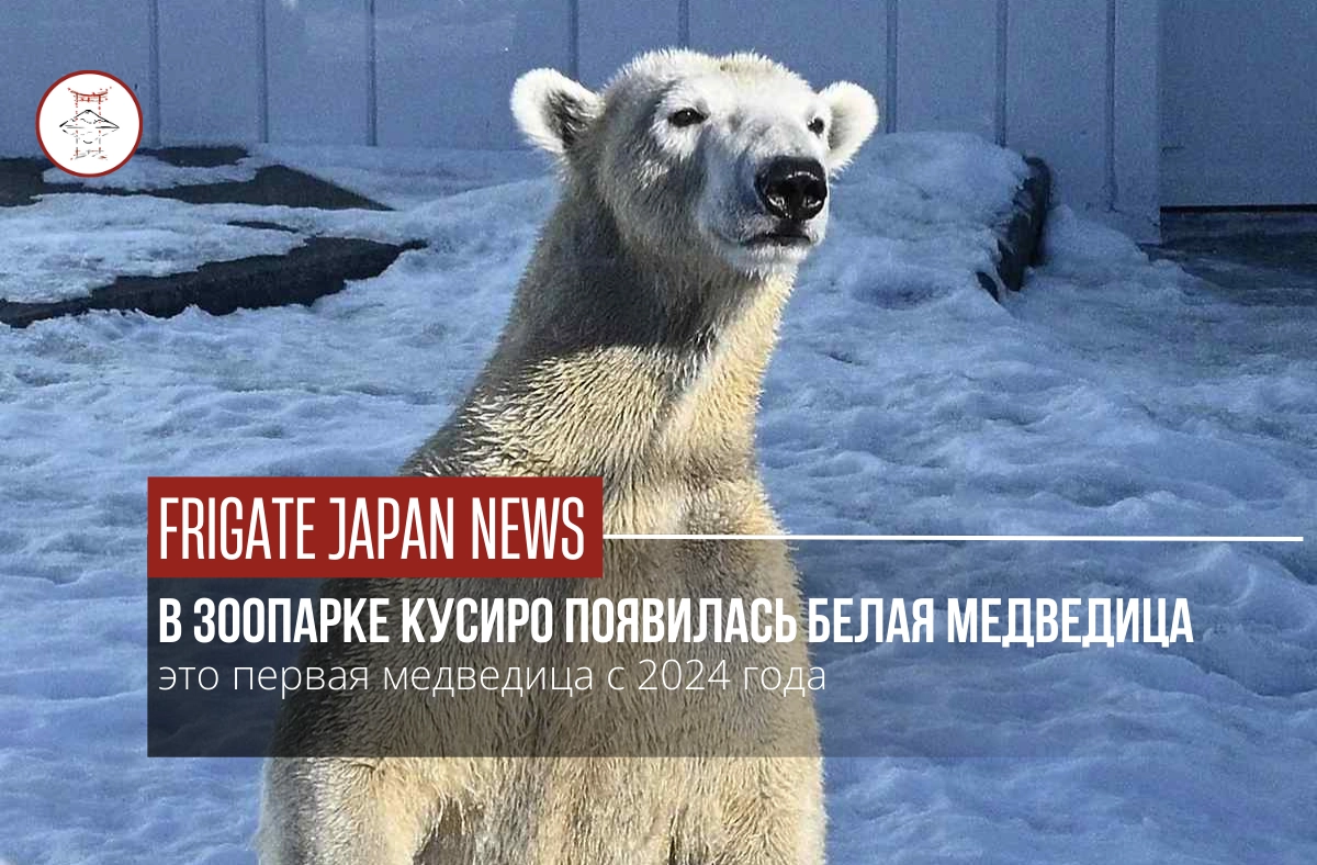 Белая медведица появилась в зоопарке Кусиро, Хоккайдо