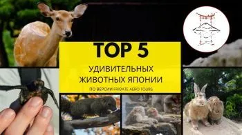 Топ 5 удивительных животных Японии