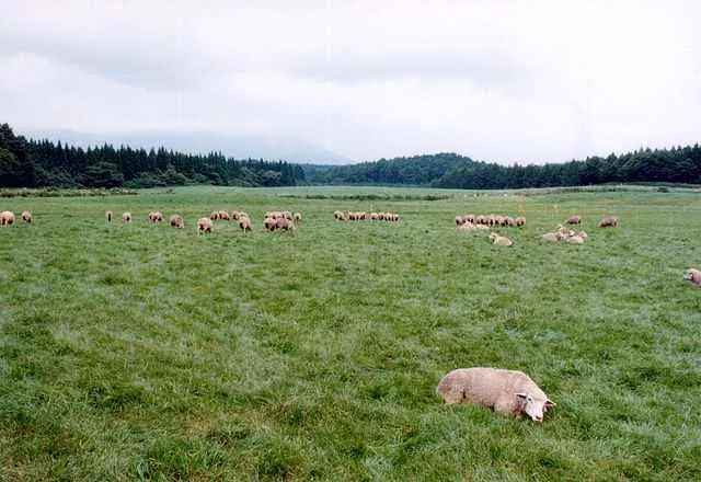 Ферма Коиваи Koiwai Farm